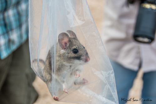White-toothed Woodrat
