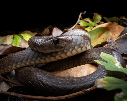 Eastern Brown Snake