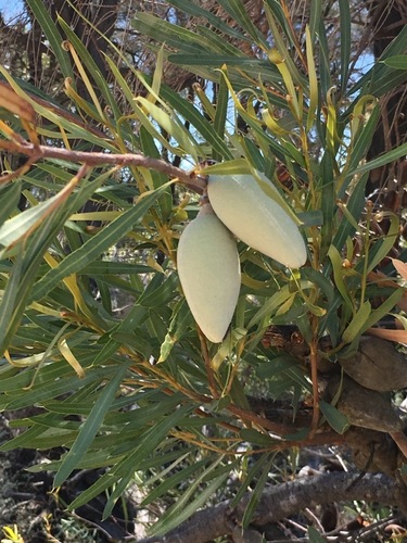 Xylomelum angustifolium Kippist ex Meisn.