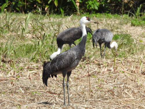 Hooded Crane
