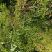 Acacia oerfota
