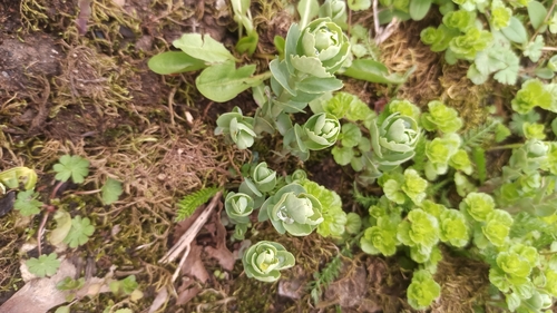 Наблюдение на iNaturalist