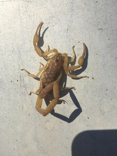 Centruroides balsasensis
