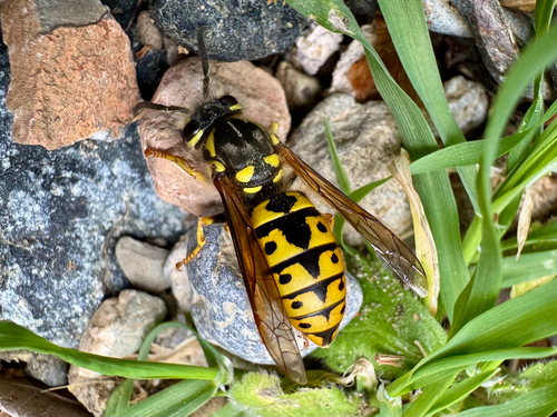 German Yellowjacket