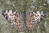 Mariposa Tronadora Variable Centroamericana - Photo (c) gernotkunz, todos los derechos reservados, subido por gernotkunz