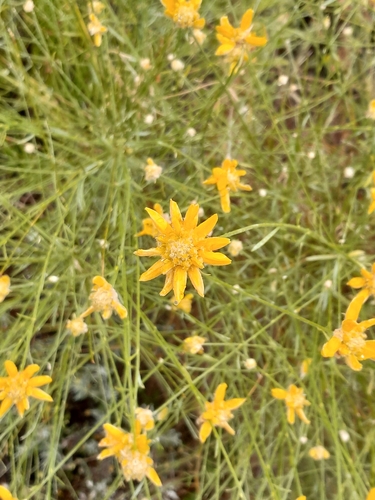 Avistamiento Genista umbellata