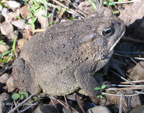 Southwestern Toad