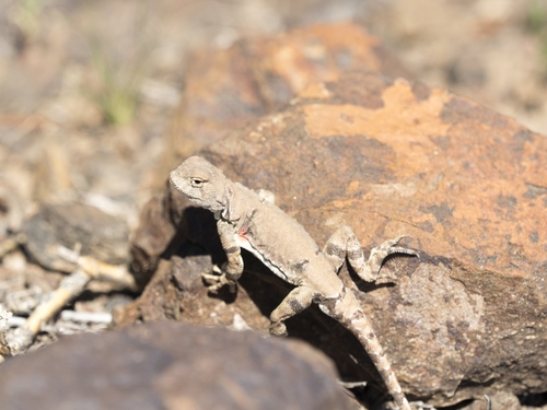 Tuvan Toad-headed Agama