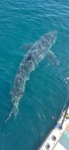 Carcharodon carcharias