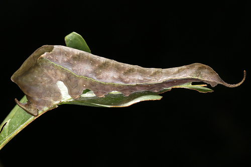 One-spotted Prepona