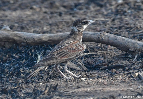 Chestnut-backed Sparrow-Lark