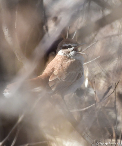 Rufous-tailed Scrub-Robin