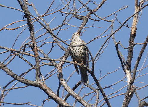 Mistle Thrush