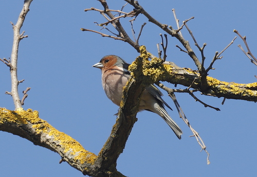 Common Chaffinch