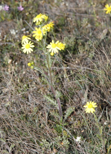 Eastern Groundsel