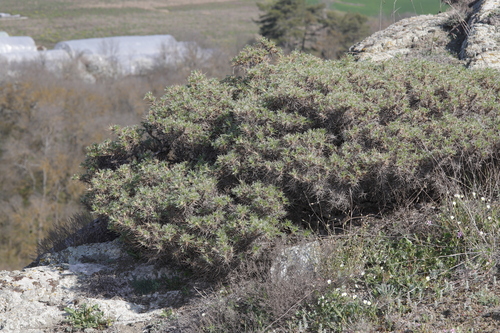 Astragalus microcephalus