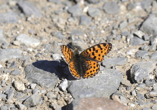 Queen of Spain Fritillary