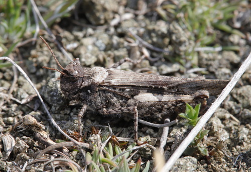 Common Digging Grasshopper