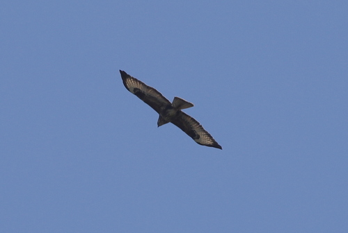 Common Buzzard