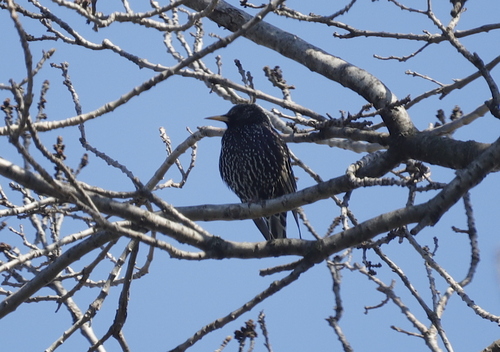 European Starling