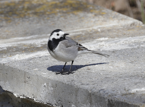 White Wagtail