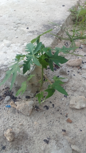 Papaya