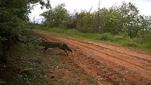 Red Fox
