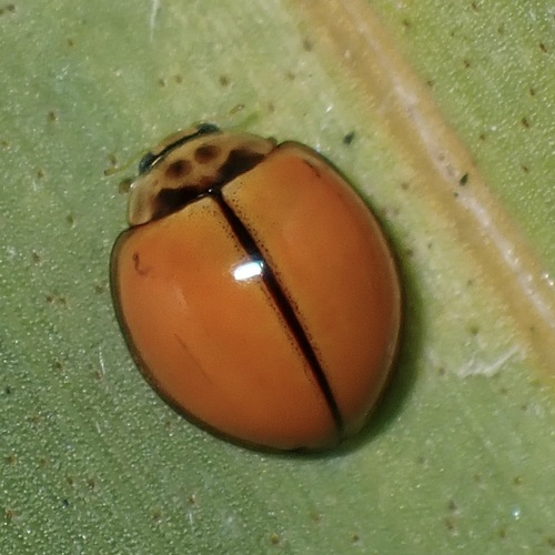 Discolored Lady Beetle