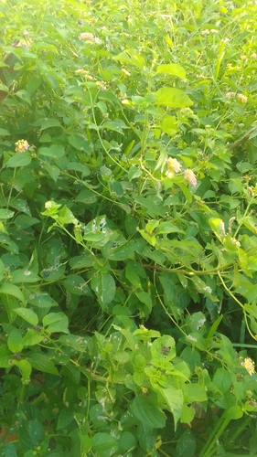 common lantana