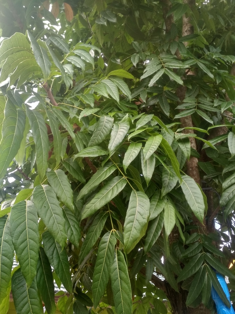 Caoba (Swietenia macrophylla)  Guardabosques Voluntarios de la Universidad  Simón Bolívar