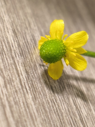 cursed crowfoot
