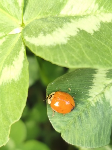 Asian Lady Beetle