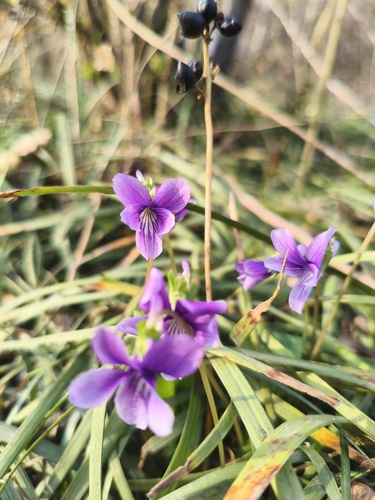 Prionantha violet