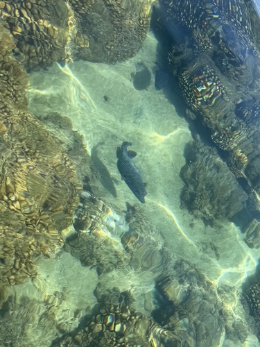 Arothron meleagris