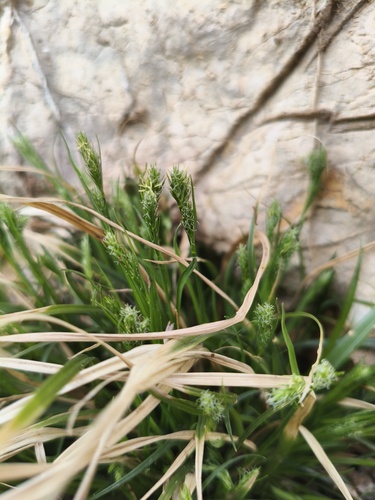 grassland sedge