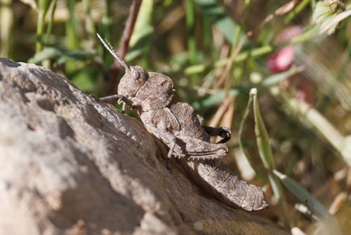 Prionosthenus galericulatus