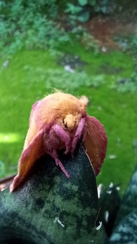 Psilopygida walkeri