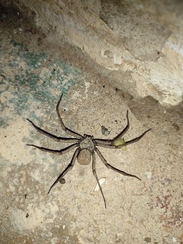 Sicarius tropicus