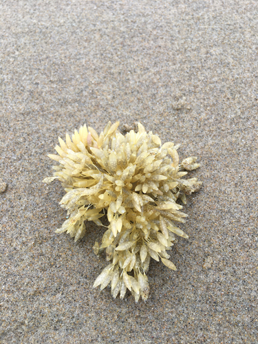 Nucella lamellosa