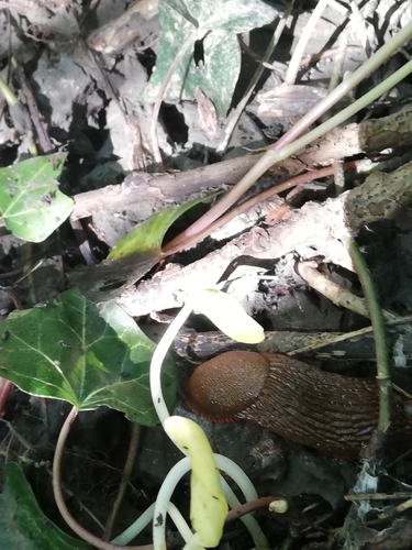 Arion vulgaris