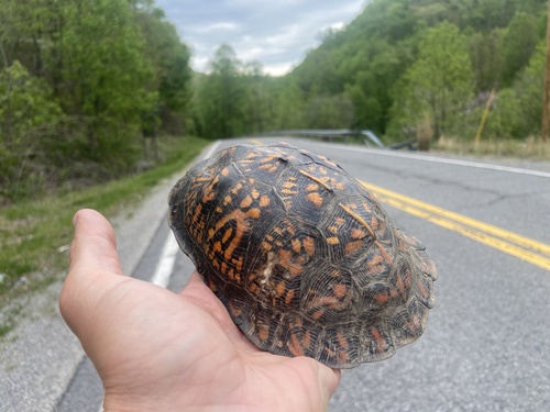 Eastern Box Turtle