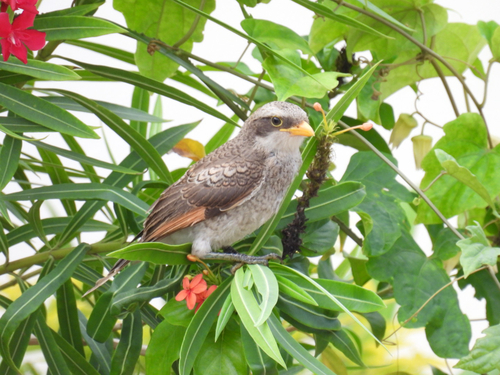 Yellow-billed Shrike