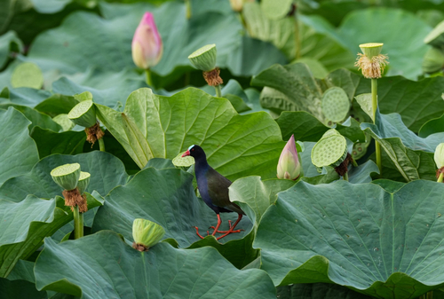 Allen's Gallinule