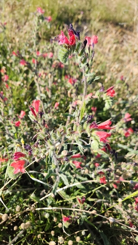 Narrow-leaved Viper's-bugloss