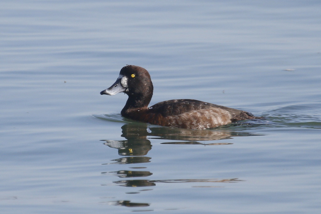 Greater Scaup (Birds of San Mateo County) · iNaturalist