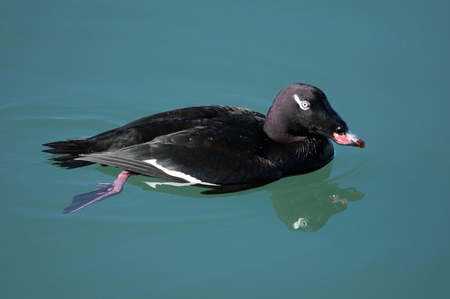 White Winged Scoter Birds Of San Mateo County Inaturalist