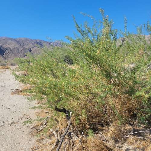 iNaturalist observation photo of Catclaw Acacia