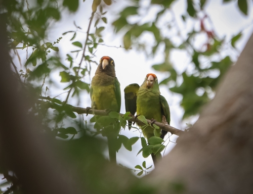 Orange-fronted Parakeet (Eupsittula canicularis)