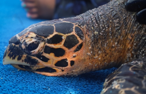 Hawksbill Sea Turtle (Eretmochelys imbricata)