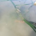 Observation photo